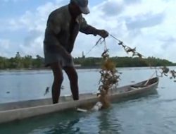 Pemprov Sultra Gandeng UHO Kembangkan Pemanfataan Rumpul Laut