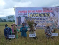 Wali Kota Launching Beras Owoha dan Agrowisata Dalam Panen Raya diAmohalo Baruga
