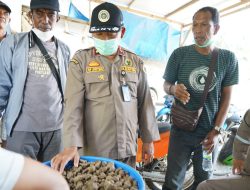 Tingkatkan Ekspor di Sultra, Komoditas Porang Asal Konkep Terus Digenjot