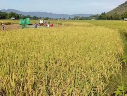 Dorong Produktivitas Pertanian, Pemda Konsel Benahi Setra Produksi Beras.