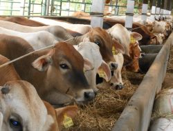 Wabah Penyakit Mulut dan Kuku Menyerang Sapi