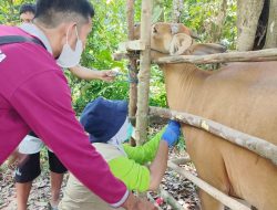 Hari Pertama,Dinas Pertanian Berhasil Suntikan Vaksin PMK 50 Ekor Sapi di Dua Kecamatan di Kendari