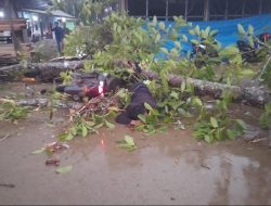 Akibat Angin Kencang, Pria di Konawe Meninggal Dunia Usai Tertimpa Pohon Tumbang