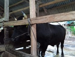 Penampakan Sapi Kurban Presiden Joko Widodo di Sultra, Beratnya Mencapai 850 Kg