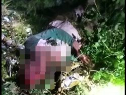 Warga di Tinanggea Tewas Dililit Ular Piton Usai pergi Menggembala Sapi
