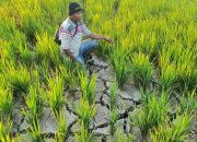 Ratusan Hektare Lahan Sawah di Amohalo Kekeringan Akibat Dampak El Nino
