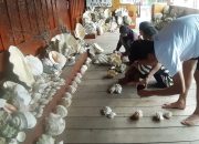 Wisata Kima di Toli Toli Konawe, Melihat “Sang Pahlawan Laut “
