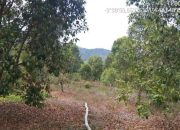 Delapan Kelompok Tani di Kawasan Hutan Lindung Kolut di Fasilitasi Oleh Dishut Sultra