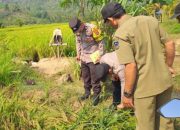 Petani di Koltim Dibacok Hingga Kritis Gegara Rebutan Air Untuk Sawah