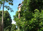Perkebunan Cengkeh Jadi Paket Wisata di Desa Sani Sani