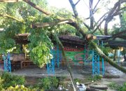 Pohon Ambruk Menimpa Kios Pedagang di Kendari Beach
