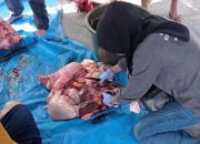Dinas Pertanian Bidang Peternakan dan Keswan Kota Kendari, Pastikan Hewan Ternak Idul Adha 2024 Bebas Penyakit