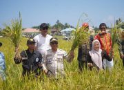 Pemda Kolut Gelar Pesta Panen Padi di Kecamatan Wawo 