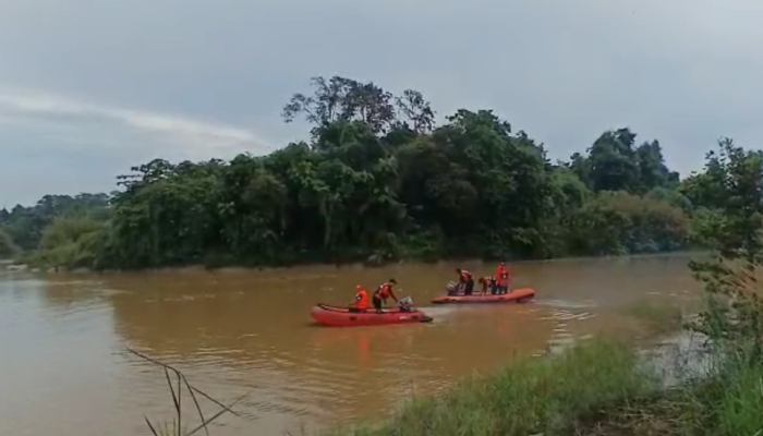 VIDEO : Tim SAR Gabungan Temukan Korban Terkaman Buaya di Sungai Roraya