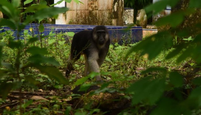 Desa Malaringgi Butuh Perhatian Serius Dalam Pelestarian Hayati Berbasis Masyarakat