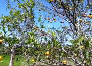Wisata Jeruk di Lasembangi Buton