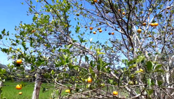 Wisata Jeruk di Lasembangi Buton