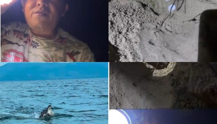 Penemuan Sejumlah Titik Bertelur Kawanan Penyu, Warga dan Pemdes Namu Lakukan Proteksi Kawasan Dengan Ketat