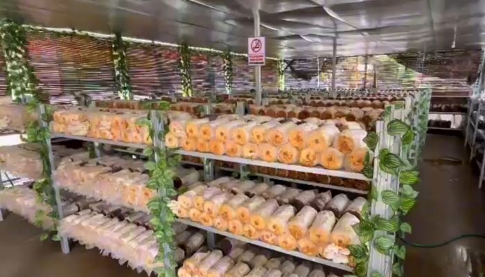 VIDEO : Budidaya Jamur Tiram Bumdes Madani Desa Saladungko