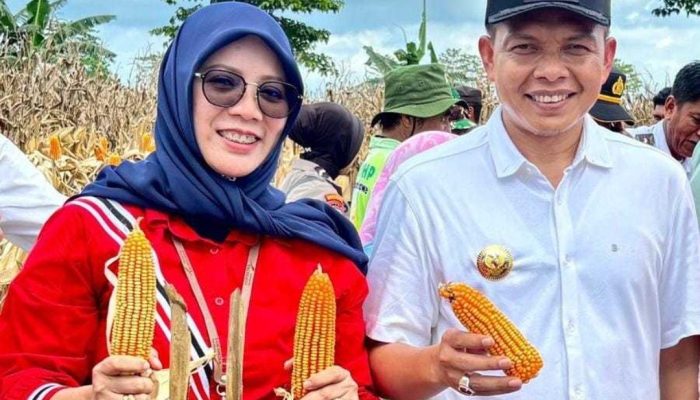 Bank Sultra Perkuat Dukungan Pertanian, Salurkan KUR dan CSR untuk Petani Jagung di Konawe