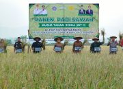 Panen Padi di Tengah Kekeringan, Siska Dorong Amohalo Jadi Sentra Pangan Kendari