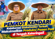 VIDEO : Kolaborasi PEMKOT KENDARI dan Stakeholder Terkait Maksimalkan Panen Padi di Tengah Kekeringan